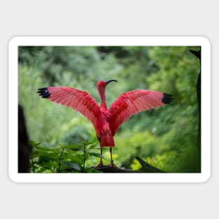 Scarlet Ibis Sticker